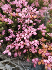 Erica lignosa