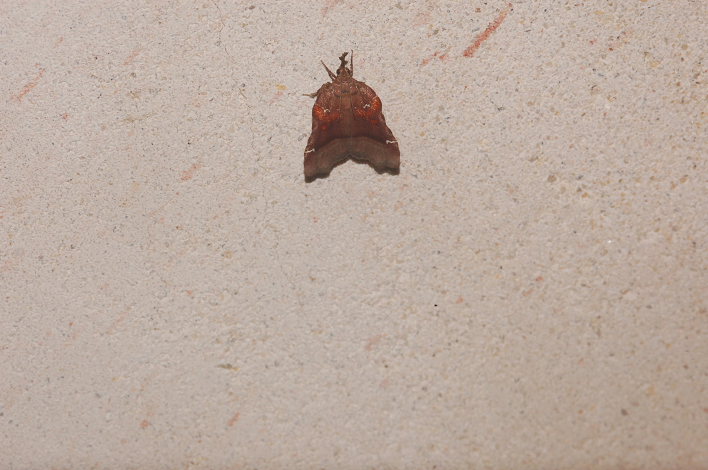 Trumpet Vine Moth