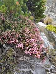 Erica lignosa