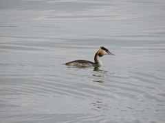 Podiceps cristatus