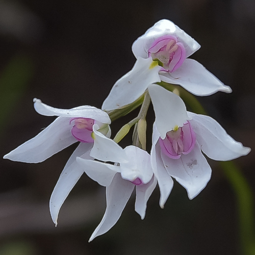 Lesotho Orchid virginea) · iNaturalist