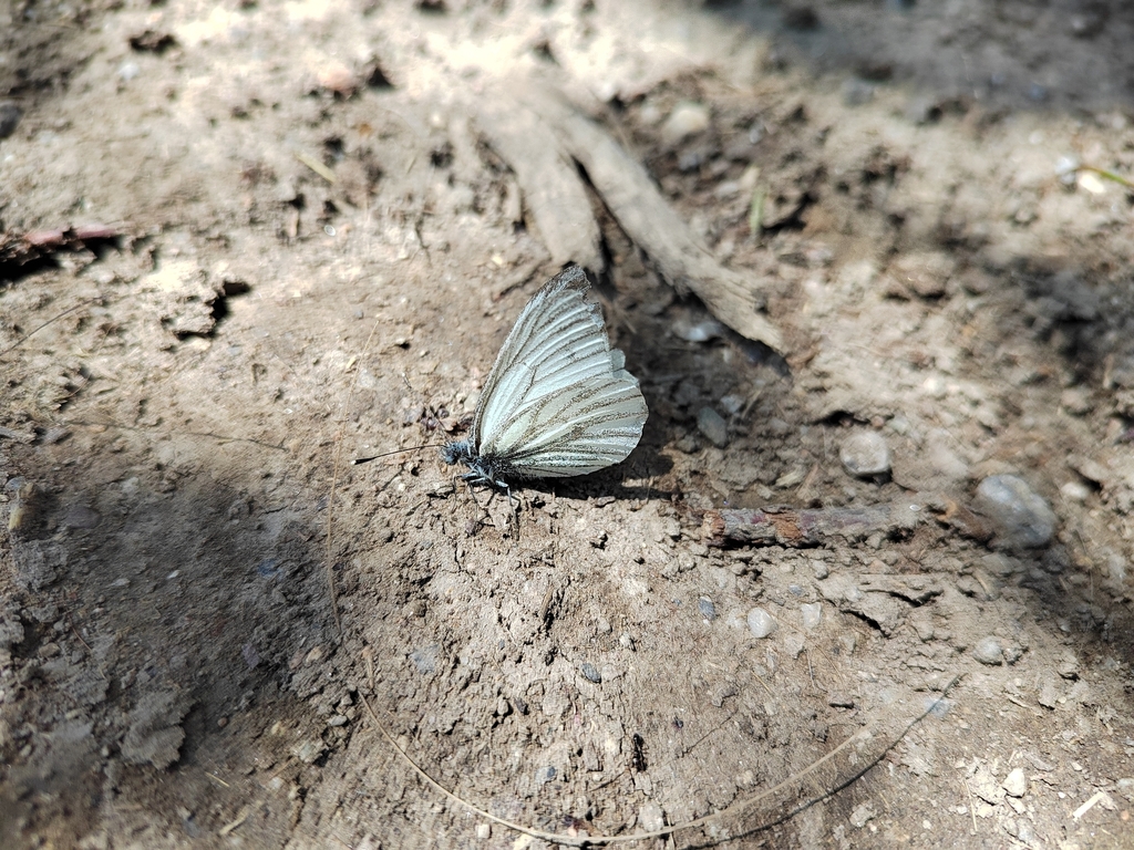 Pieris narina