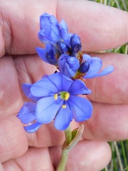 Aristea juncifolia