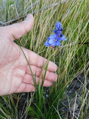 Aristea juncifolia
