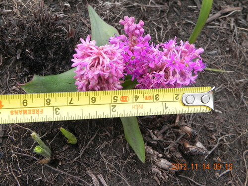 Image of Ledebouria sandersonii by no rights reserved