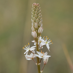 Trachyandra smalliana