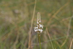 Trachyandra smalliana