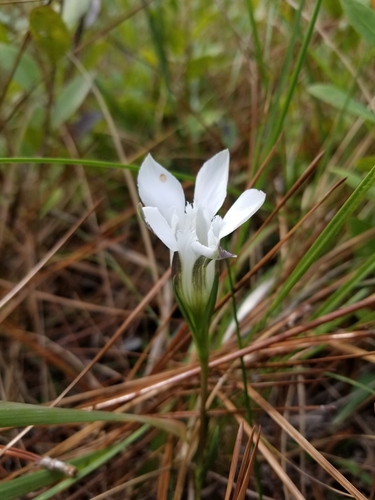 Image of Gentiana pennelliana by (c) Scott Allen Davis, some rights reserved (CC BY)