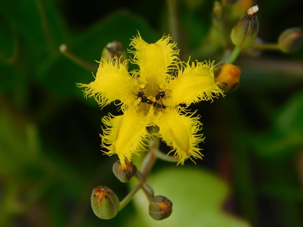 Small Cape Bogbean