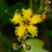Villarsia manningiana - Photo no hay derechos reservados, subido por Klaus Wehrlin