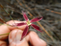 Dianthus bolusii