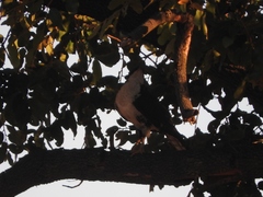 Accipiter melanoleucus image