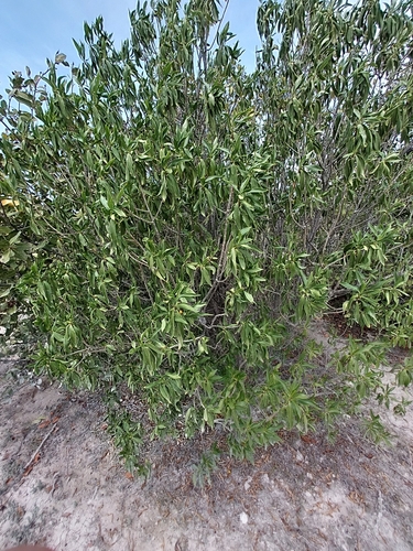 White alling (Bontia daphnoides)