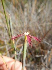 Dianthus bolusii