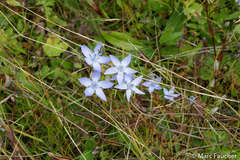 Lomatogonium carinthiacum