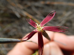 Dianthus bolusii