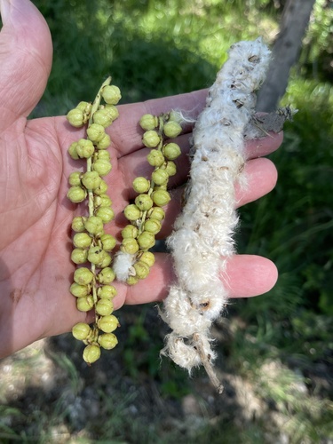 Populus × hastata, photograph 5