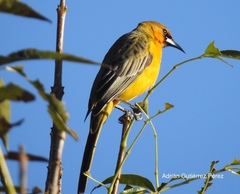 Black-Vented Oriole photo 2
