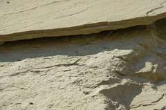 Darevskia portschinskii portschinskii