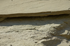 Darevskia portschinskii portschinskii