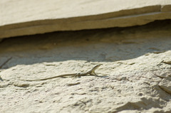 Darevskia portschinskii portschinskii