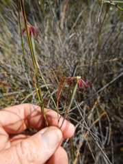 Dianthus bolusii