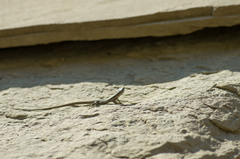 Darevskia portschinskii portschinskii