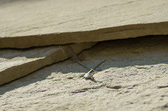 Darevskia portschinskii portschinskii