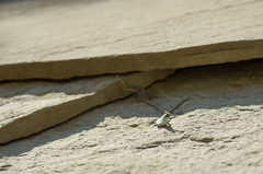 Darevskia portschinskii portschinskii