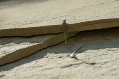 Darevskia portschinskii portschinskii