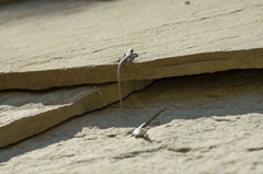 Darevskia portschinskii portschinskii