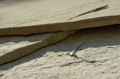 Darevskia portschinskii portschinskii