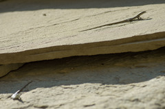 Darevskia portschinskii portschinskii