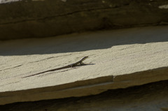 Darevskia portschinskii portschinskii