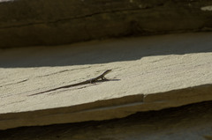 Darevskia portschinskii portschinskii