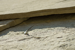 Darevskia portschinskii portschinskii