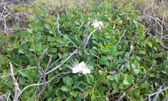 Capparis sandwichiana