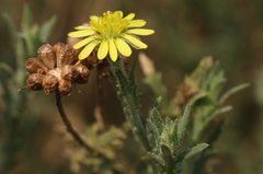 Osteospermum muricatum