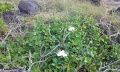 Capparis sandwichiana