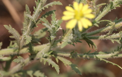 Osteospermum muricatum