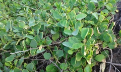 Capparis sandwichiana