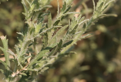 Osteospermum muricatum