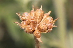 Osteospermum muricatum