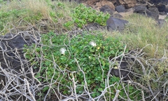 Capparis sandwichiana