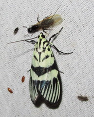 Heortia vitessoides