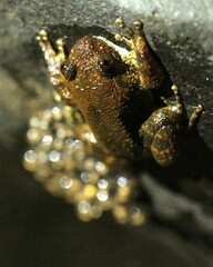 Jog's Night Frog photo 3