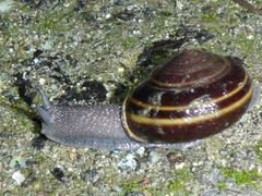 Helminthoglypta sequoicola