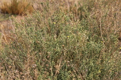 Osteospermum muricatum