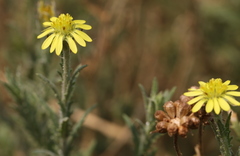 Osteospermum muricatum