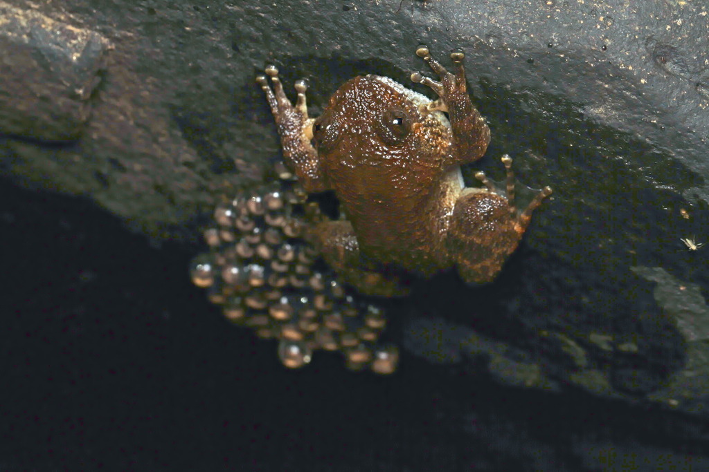 Jog's Night Frog